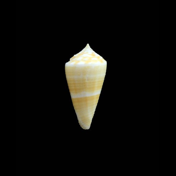 penchaszadehi 27,0mm