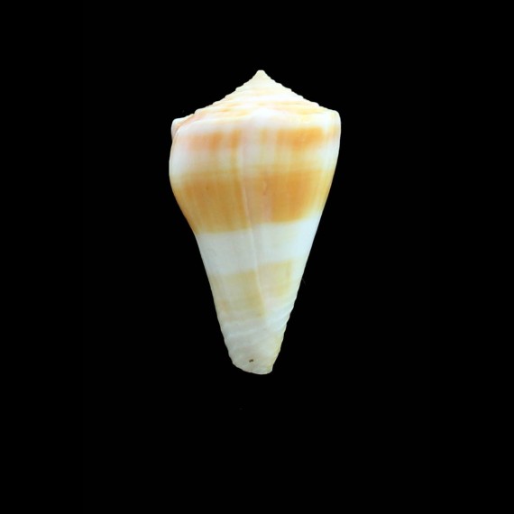 bondarevi 36,0mm RARE