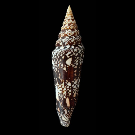 milneedwardsi clytospira 166,0mm
