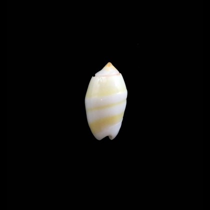 kwajalaeinensis 13,0mm
