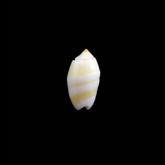 kwajalaeinensis 13,0mm