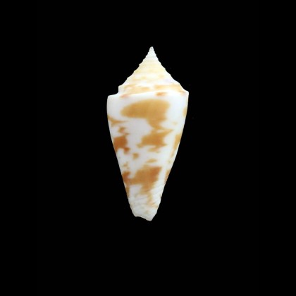 monilifer 31,0mm