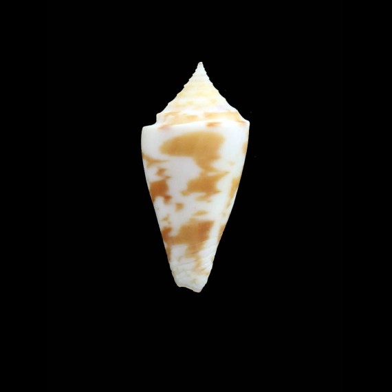 monilifer 31,0mm