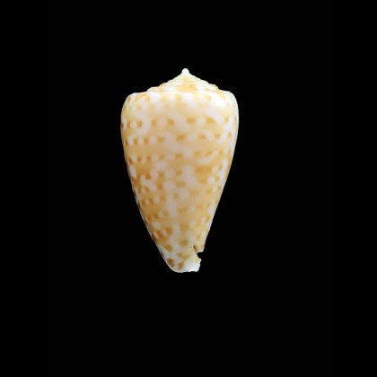 gabelishi 24,0mm RARE