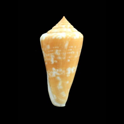 petestimpsoni 51,5mm