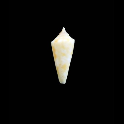 traversinus 25,0mm RARE