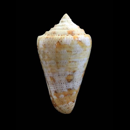 mappa trinitarius 49,0mm