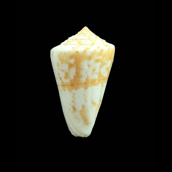 ednae 40,0mm