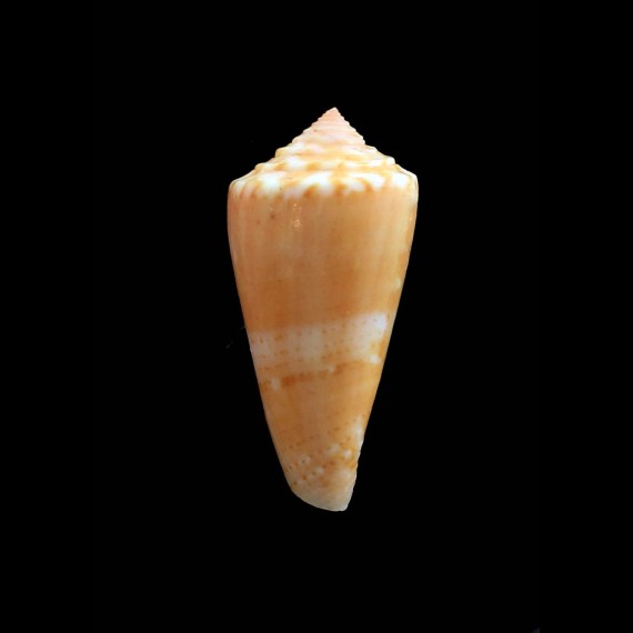 rosapex 36,2mm RARE