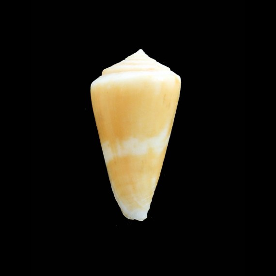 marileeae 39,0mm RARE