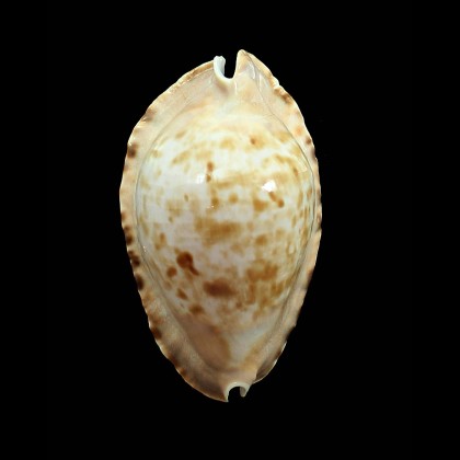 marginata consueta 63,0mm