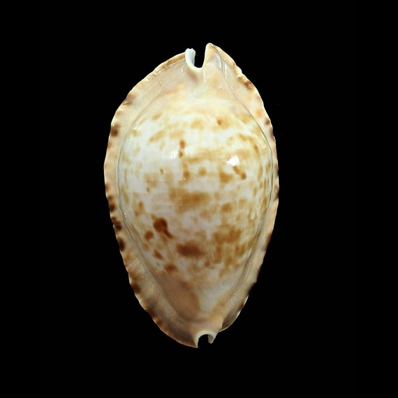 marginata consueta 63,0mm