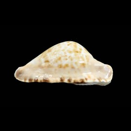 marginata consueta 63,0mm