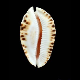 marginata consueta 63,0mm