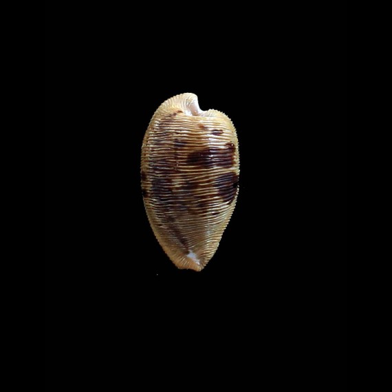 capensis 30,0mm DARK