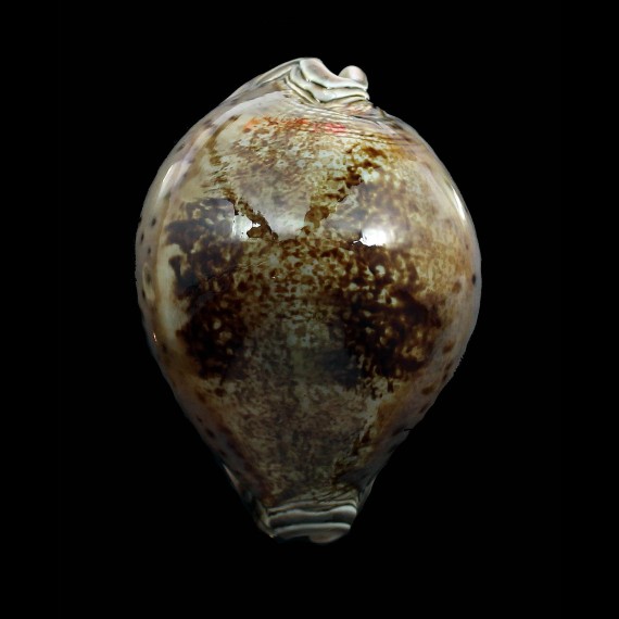valentia 87,0mm DARK