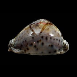 valentia 87,0mm DARK