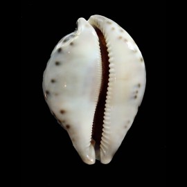 valentia 87,0mm DARK