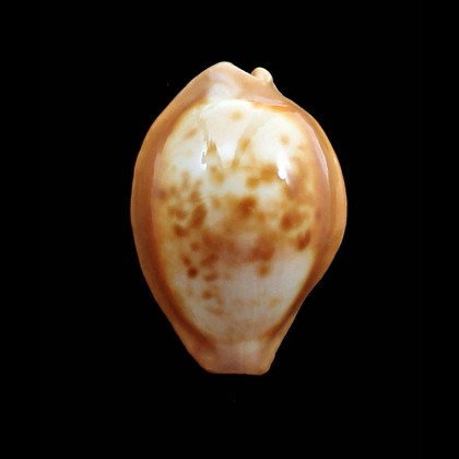surinamensis 37,0mm