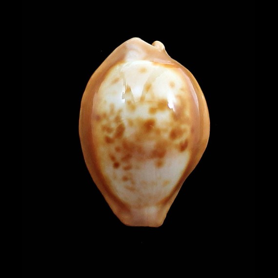 surinamensis 37,0mm