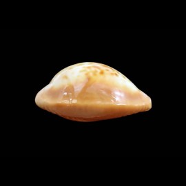 surinamensis 37,0mm