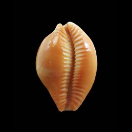 surinamensis 37,0mm