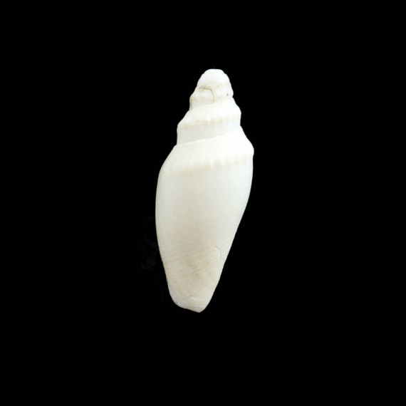 bullisi 34,0mm RARE