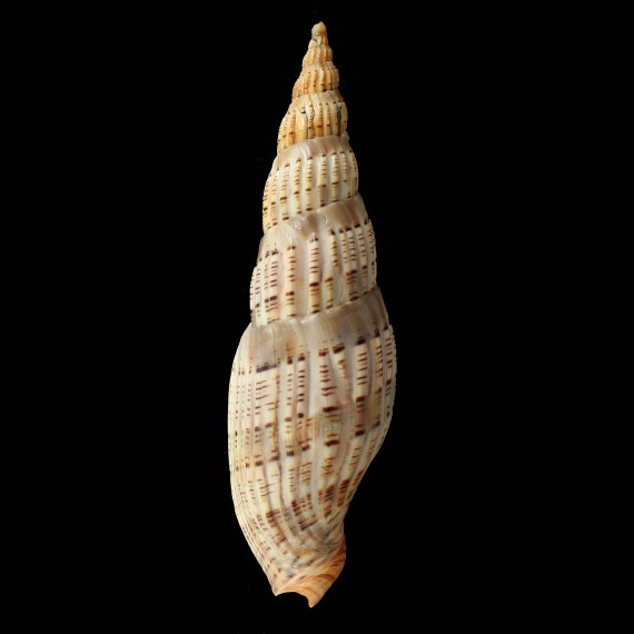 lyriaeformis 147,4mm WRS