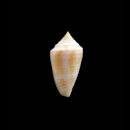 prugnaudorum 23,0mm RARE