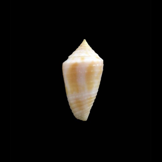 prugnaudorum 23,0mm RARE