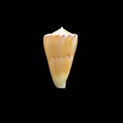 massemini 29,0mm RARE