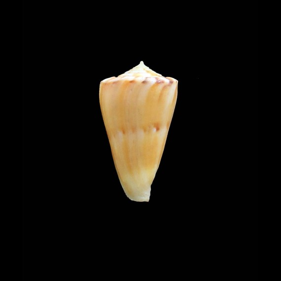 massemini 29,0mm RARE