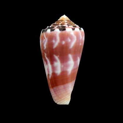 gauguini 53,0mm