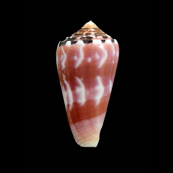 gauguini 53,0mm