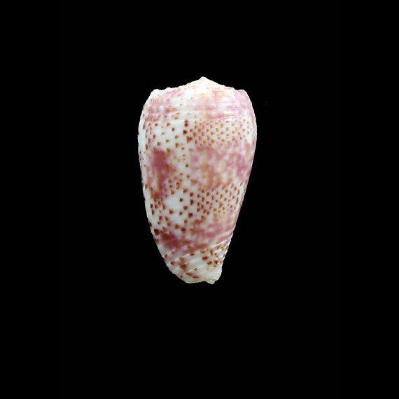 adamsonii 33,3mm RURUTU
