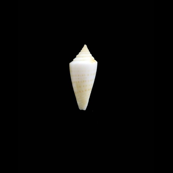 bayeri 17,0mm RARE
