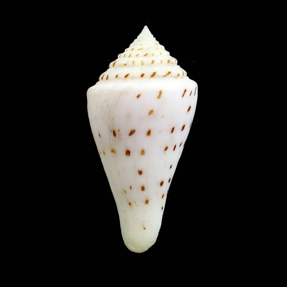 stupella 67,0mm