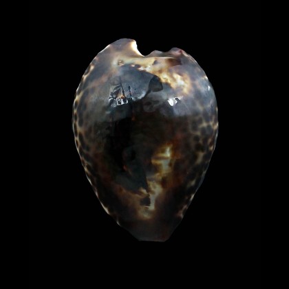 teulerei 57,0mm VERY DARK