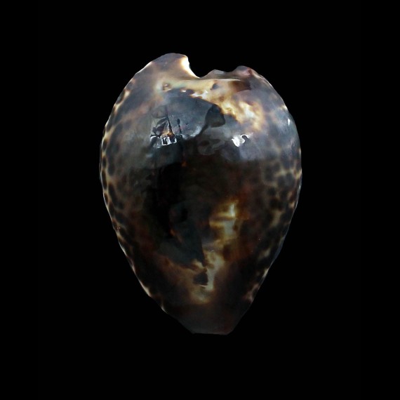 teulerei 57,0mm VERY DARK