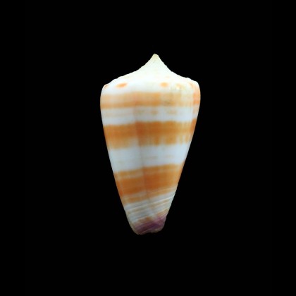 tessulatus 37,1mm SP