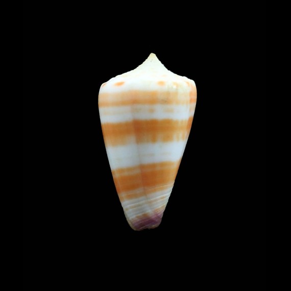 tessulatus 37,1mm SP