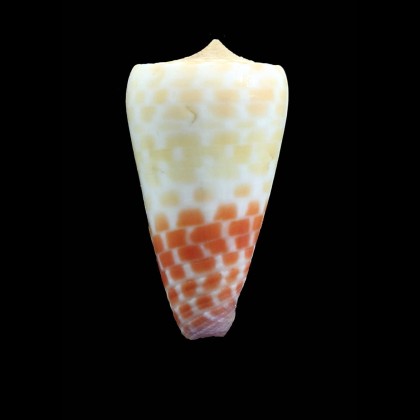 tessulatus 39,5mm SP
