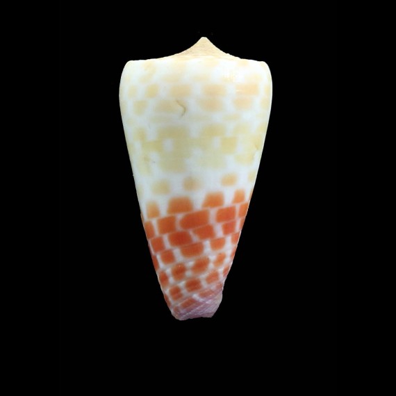 tessulatus 39,5mm SP