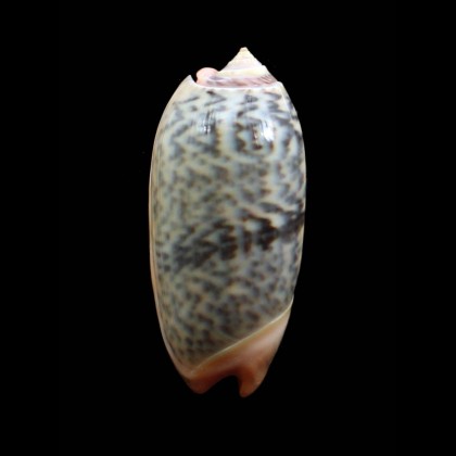 rubrolabiata 44,5mm Futuna