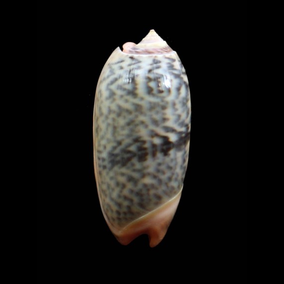 rubrolabiata 44,5mm Futuna