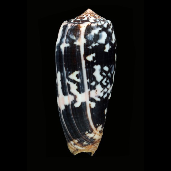 striatus 121,7mm MONSTER