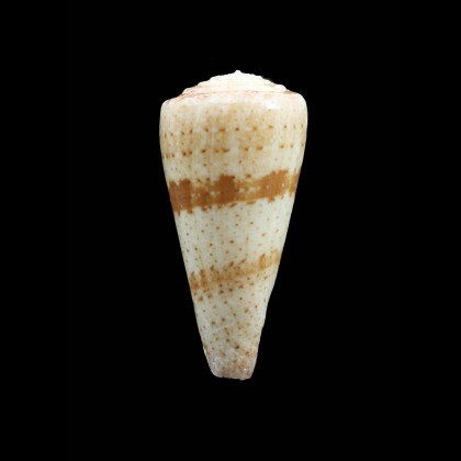queketti 51,0mm