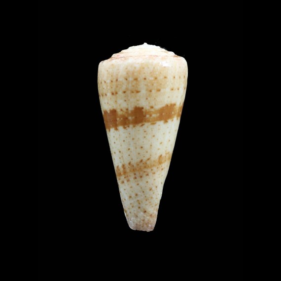 queketti 51,0mm