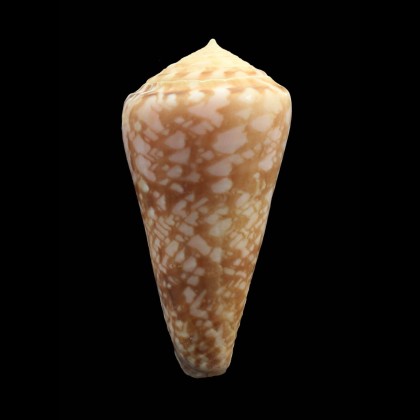 royaikeni 54,2mm SUPERB