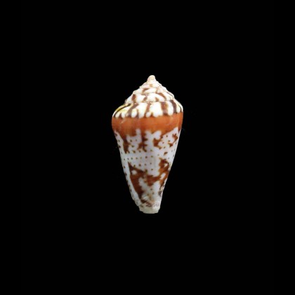 algoensis scitulus 24,0mm SUPERB